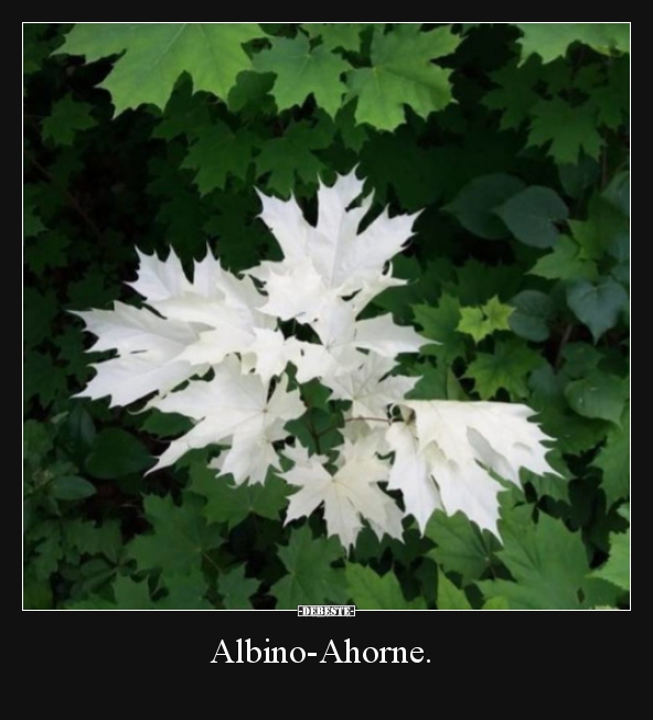 Albino-Ahorne...