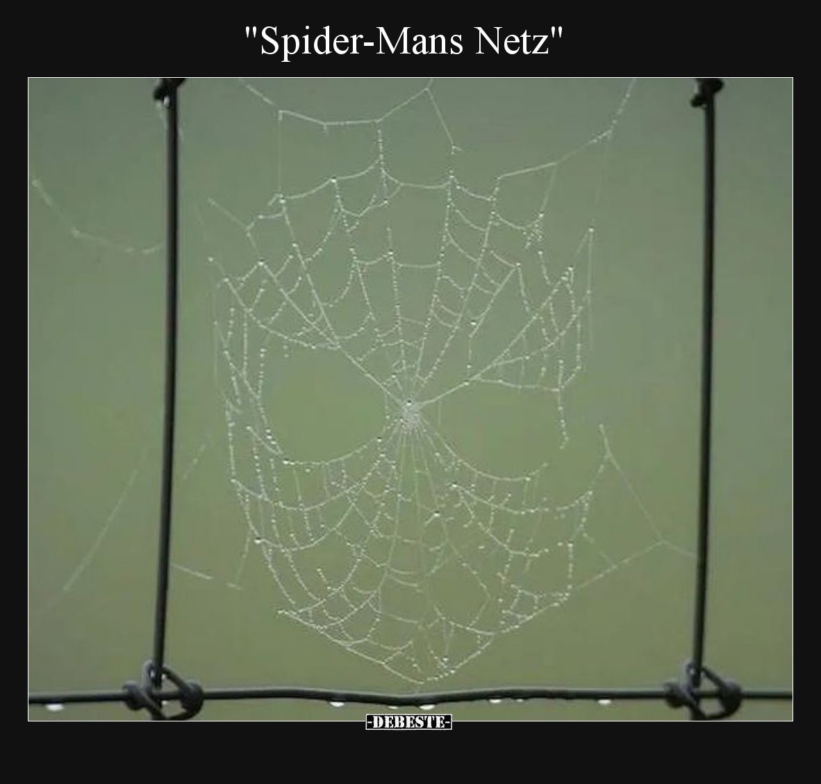 "Spider-Mans Netz".. - Lustige Bilder | DEBESTE.de