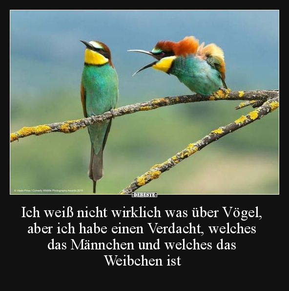 Ich weiß nicht wirklich was über Vögel, aber ich habe.. - Lustige Bilder | DEBESTE.de