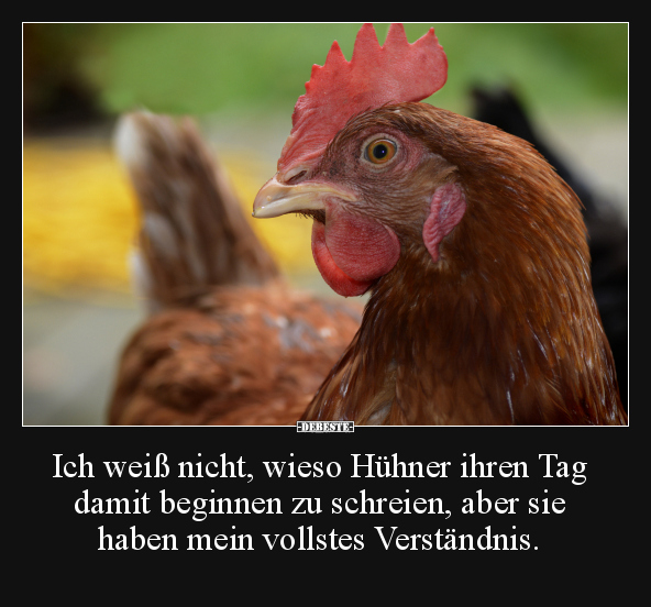 Ich weiß nicht, wieso Hühner ihren Tag damit beginnen.. - Lustige Bilder | DEBESTE.de