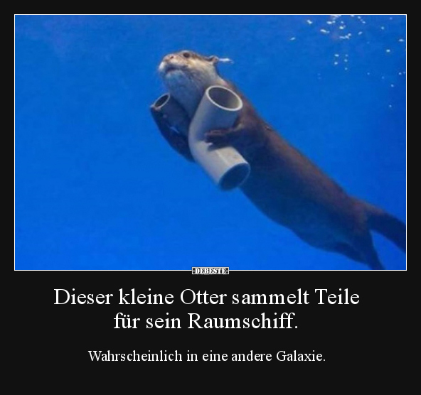 Dieser kleine Otter sammelt Teile für sein Raumschiff... - Lustige Bilder | DEBESTE.de