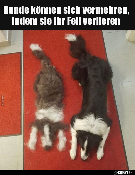 Hunde können sich vermehren, indem sie ihr Fell verlieren