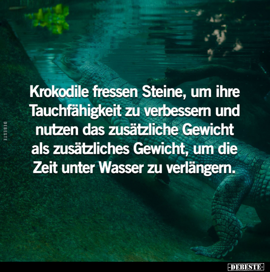 Krokodile fressen Steine, um ihre Tauchfähigkeit zu verbessern.. - Lustige Bilder | DEBESTE.de