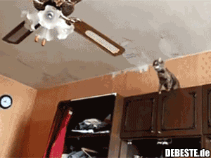 Katze springt auf Deckenventilator.. - Lustige Bilder | DEBESTE.de