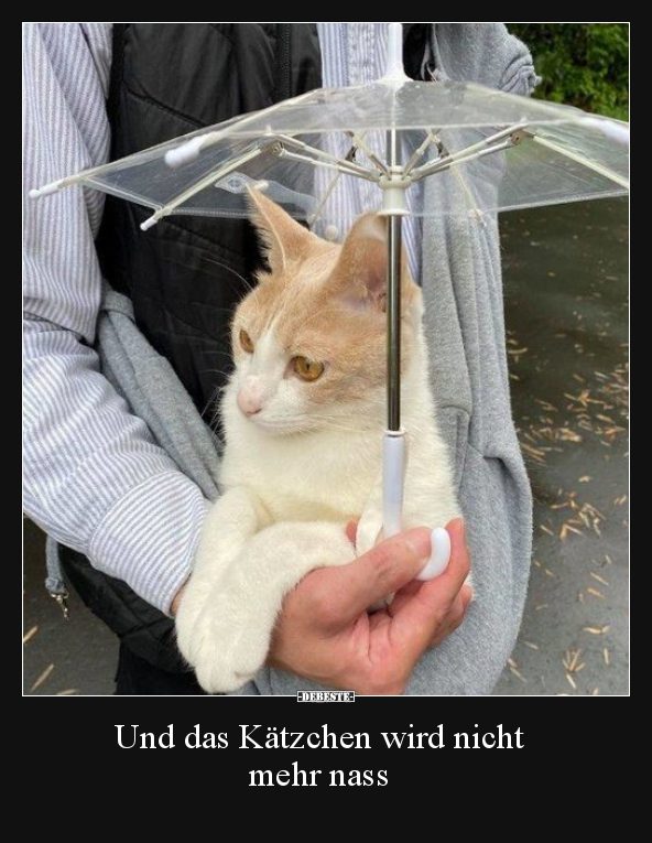 Und das Kätzchen wird nicht mehr nass..