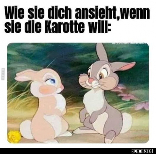 Wie sie dich ansieht, wenn sie die Karotte will.. - Lustige Bilder | DEBESTE.de