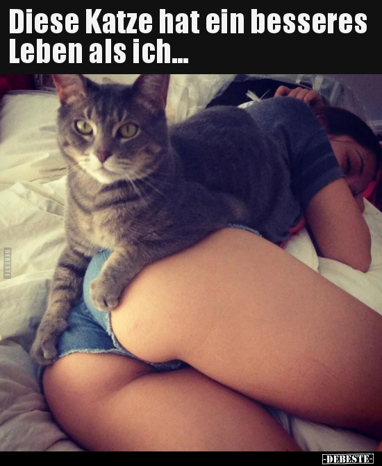 Diese Katze hat ein besseres Leben als ich... - Lustige Bilder | DEBESTE.de
