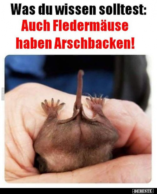 Was du wissen solltest: Auch Fledermäuse haben.. - Lustige Bilder | DEBESTE.de