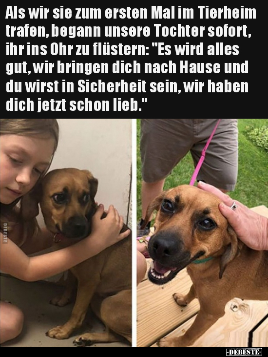 Als wir sie zum ersten Mal im Tierheim trafen, begann.. - Lustige Bilder | DEBESTE.de