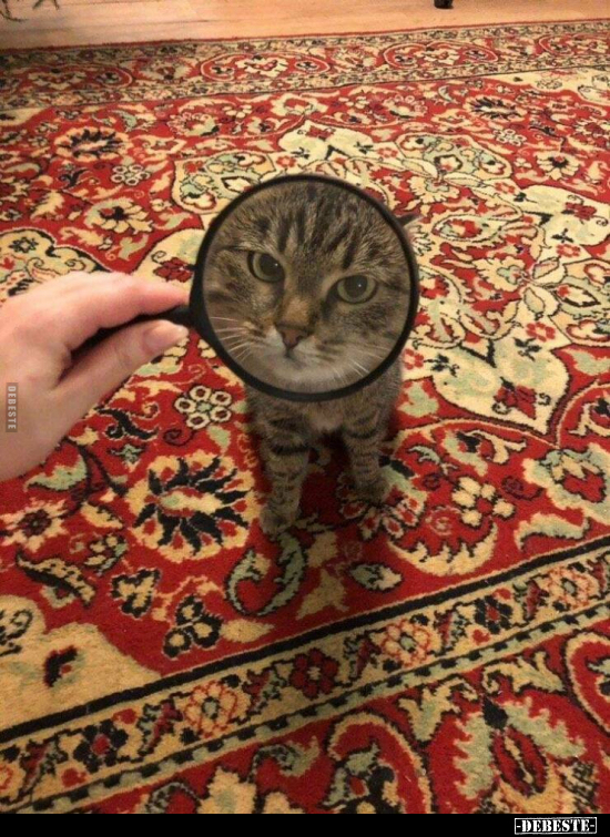  - Lustige Bilder | DEBESTE.de