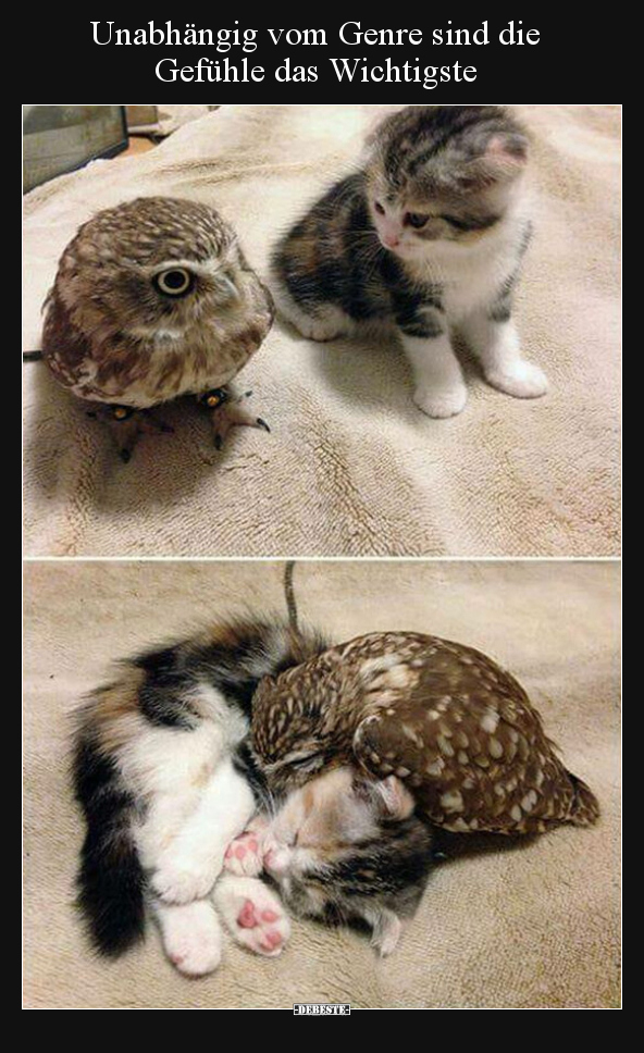Unabhängig vom Genre sind die Gefühle das Wichtigste