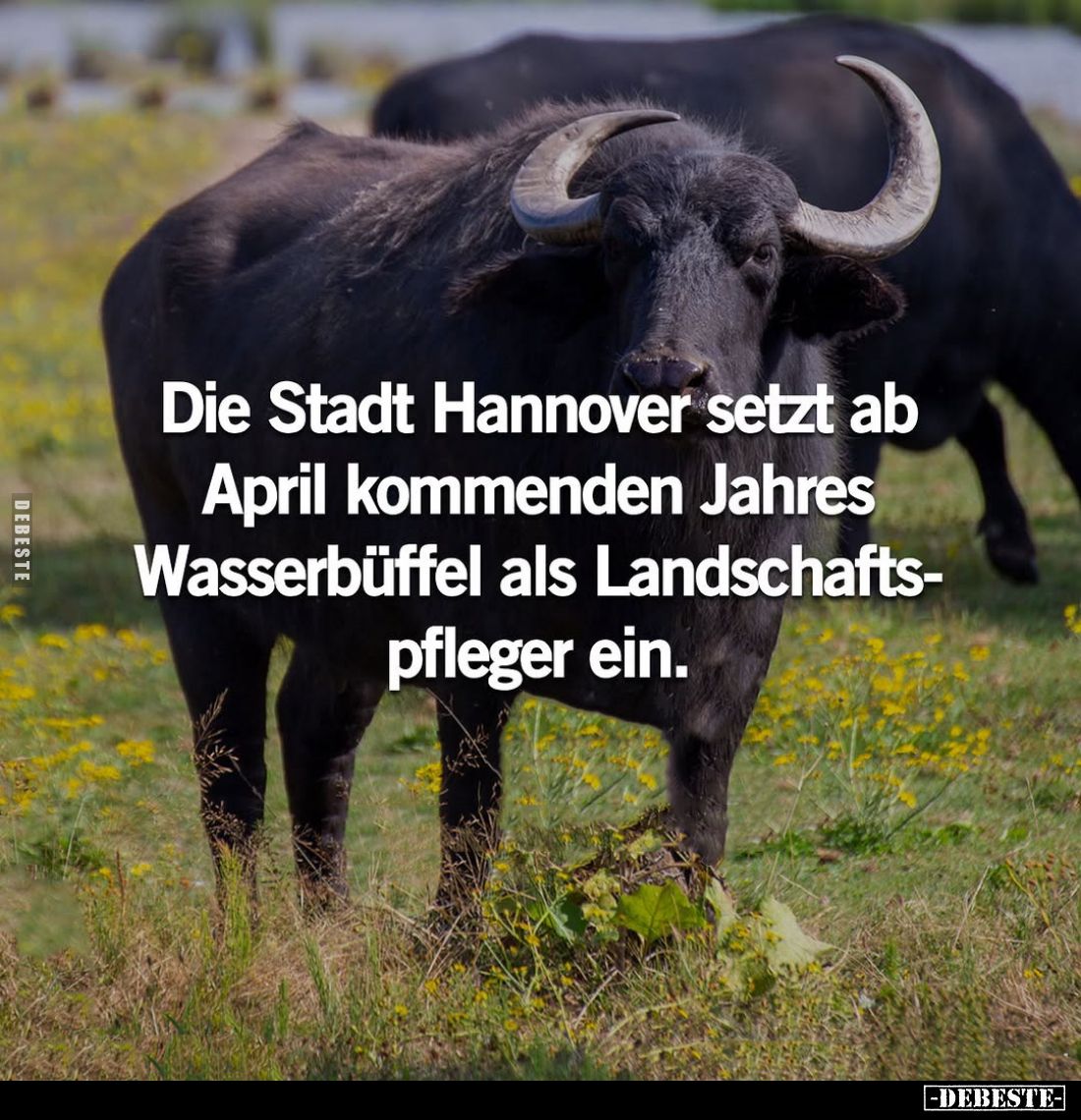 Die Stadt Hannover setzt ab April kommenden Jahres Wasserbüffel als Landschaftspfleger ein.
