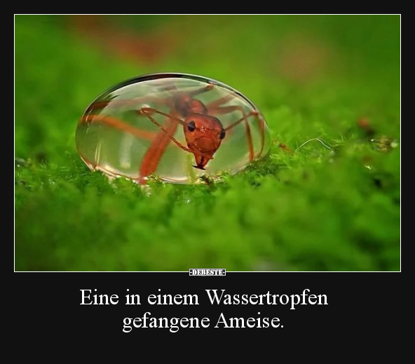 Eine in einem Wassertropfen gefangene Ameise... - Lustige Bilder | DEBESTE.de