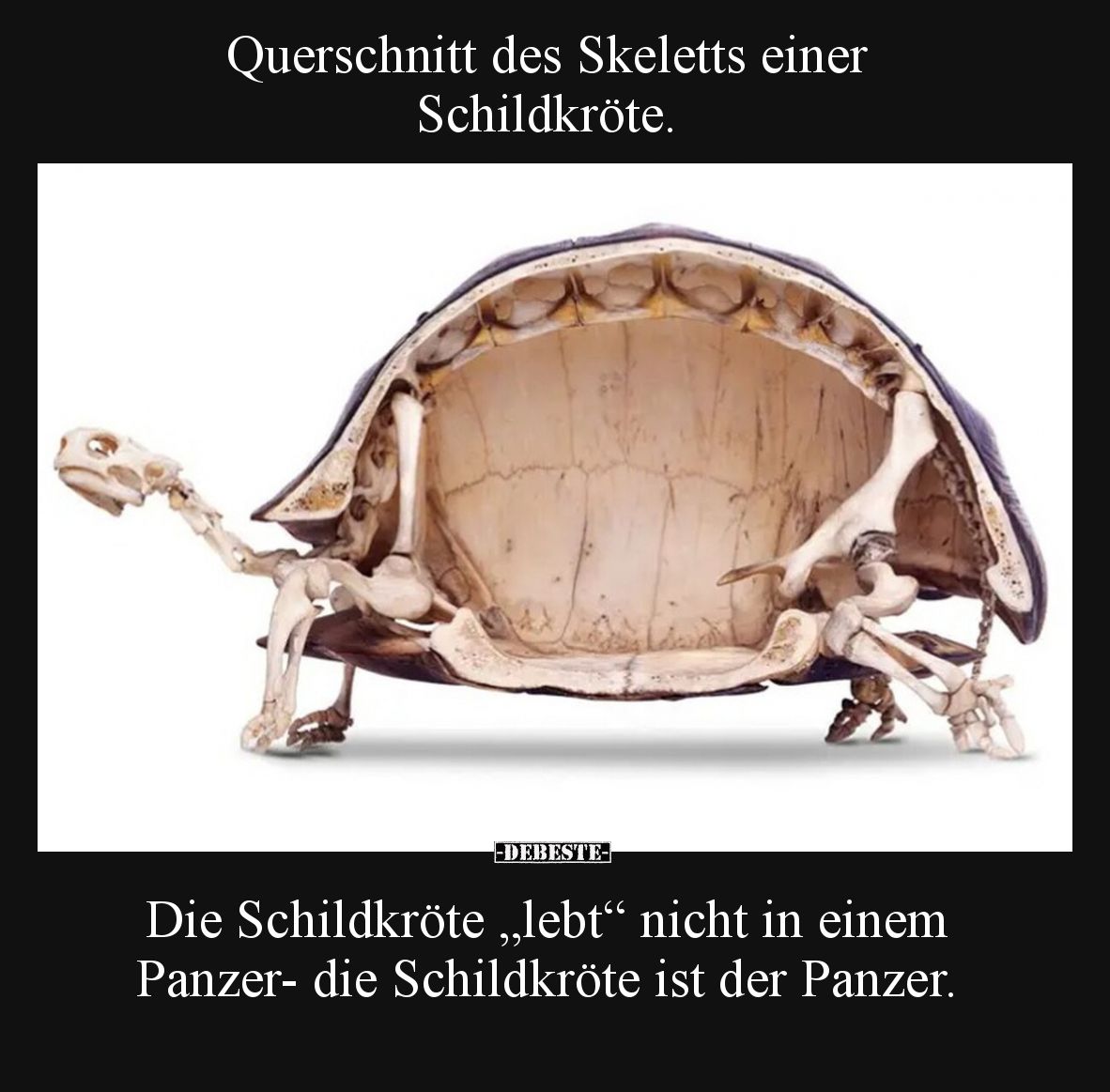 Querschnitt des Skeletts einer Schildkröte.

Die Schildkröte „lebt“ nicht in einem Panzer- die Schildkröte ist der Panzer.