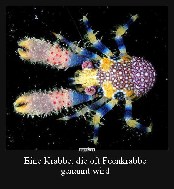 Eine Krabbe, die oft Feenkrabbe genannt wird.. - Lustige Bilder | DEBESTE.de