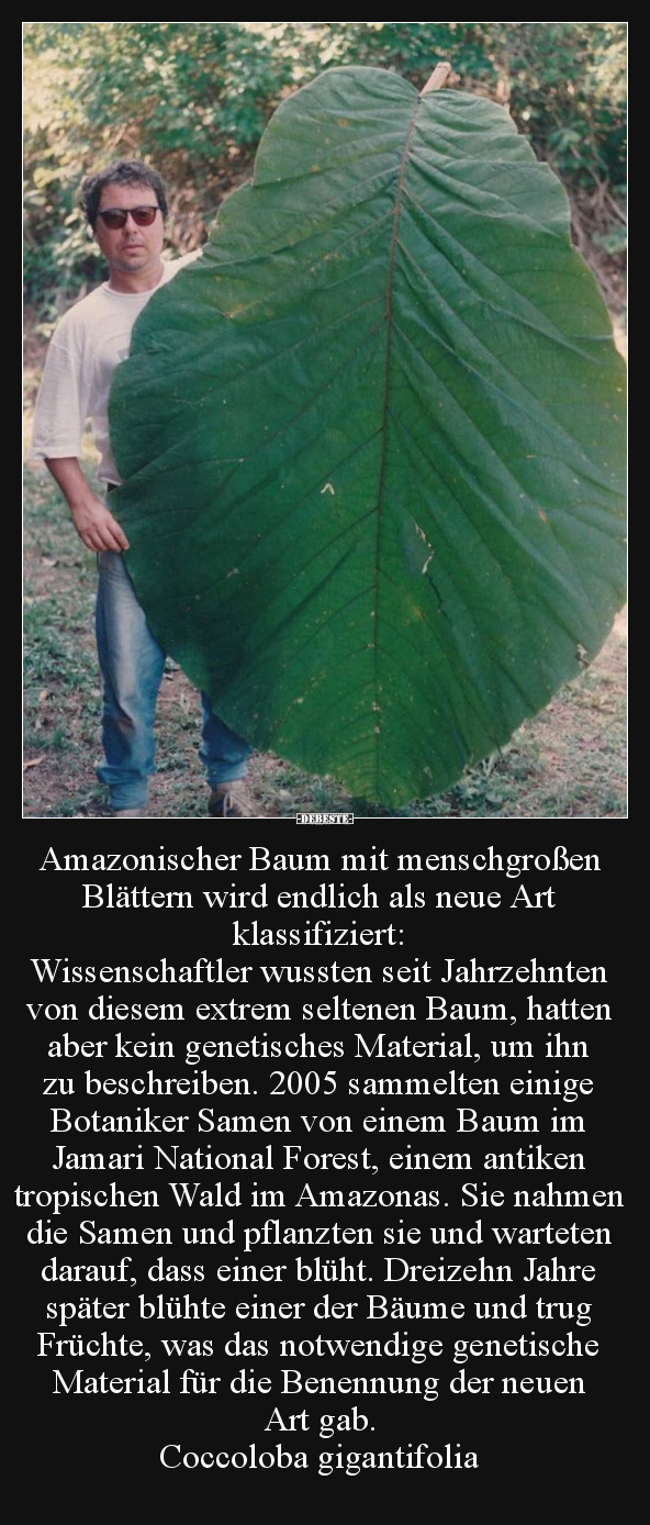 Amazonischer Baum mit menschgroßen Blättern wird endlich.. - Lustige Bilder | DEBESTE.de