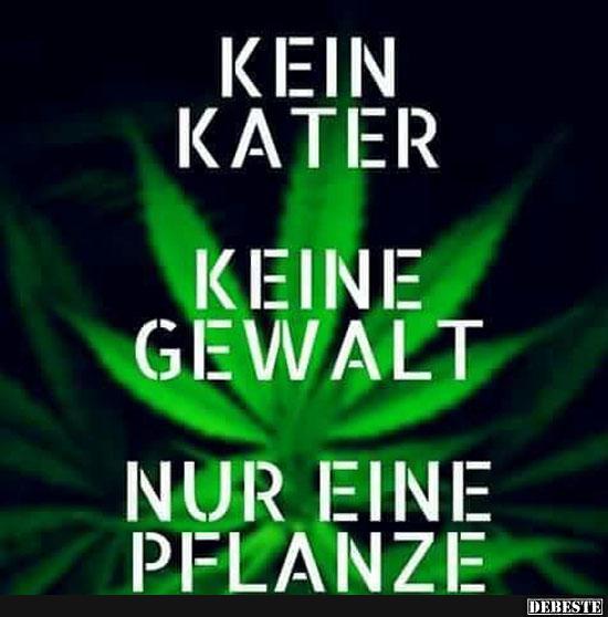 Kein Kater. Keine Gewalt.. Nur eine Pflanze..