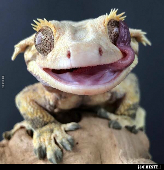  - Lustige Bilder | DEBESTE.de