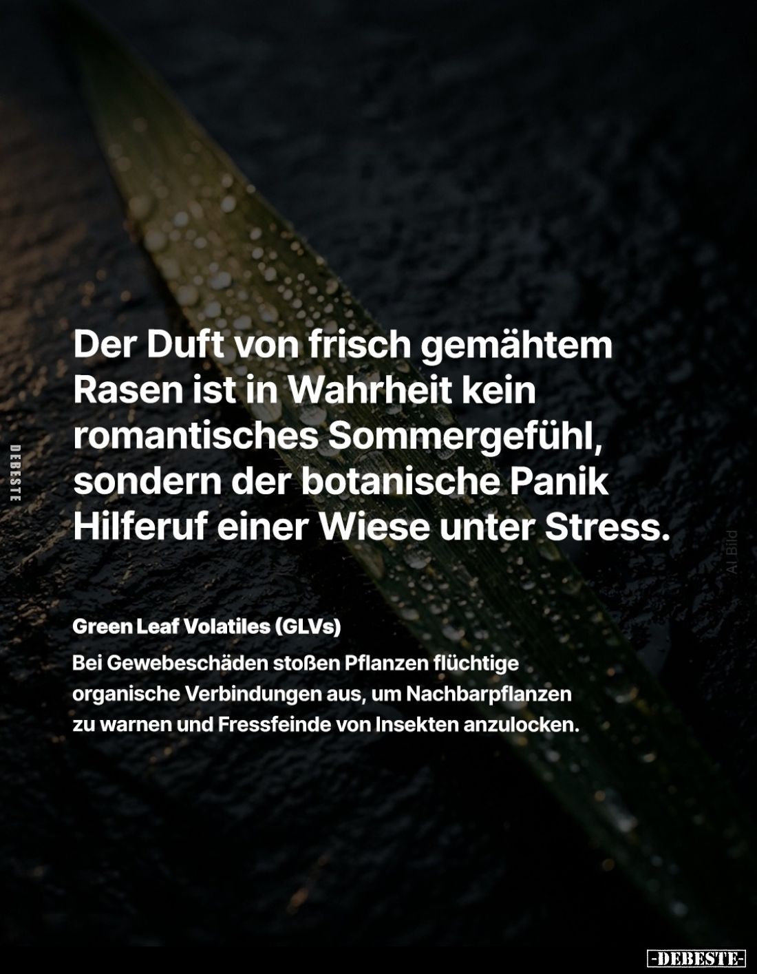 Der Duft von frisch gemähtem Rasen ist in Wahrheit kein romantisches Sommergefühl, sondern der botanische Panik Hilferuf eine...