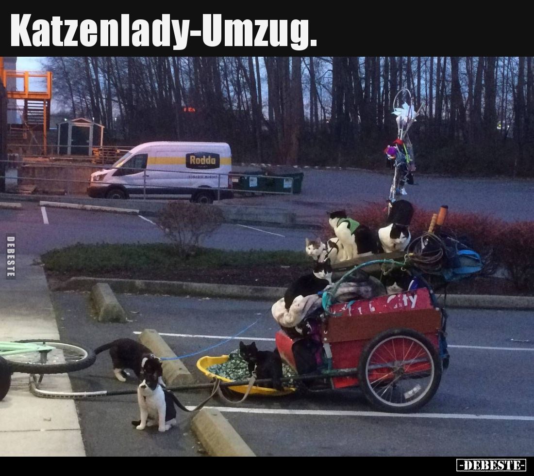 Katzenlady-Umzug.