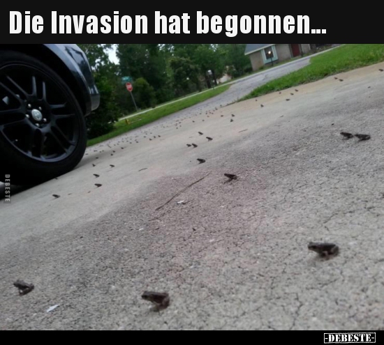 Die Invasion hat begonnen... - Lustige Bilder | DEBESTE.de