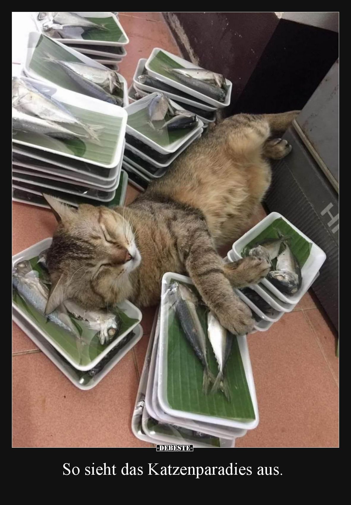 So sieht das Katzenparadies aus.