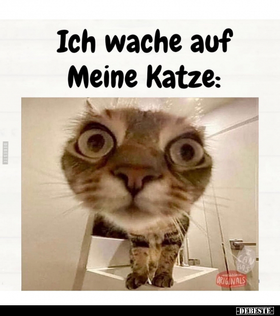 Ich wache auf Meine Katze.. - Lustige Bilder | DEBESTE.de