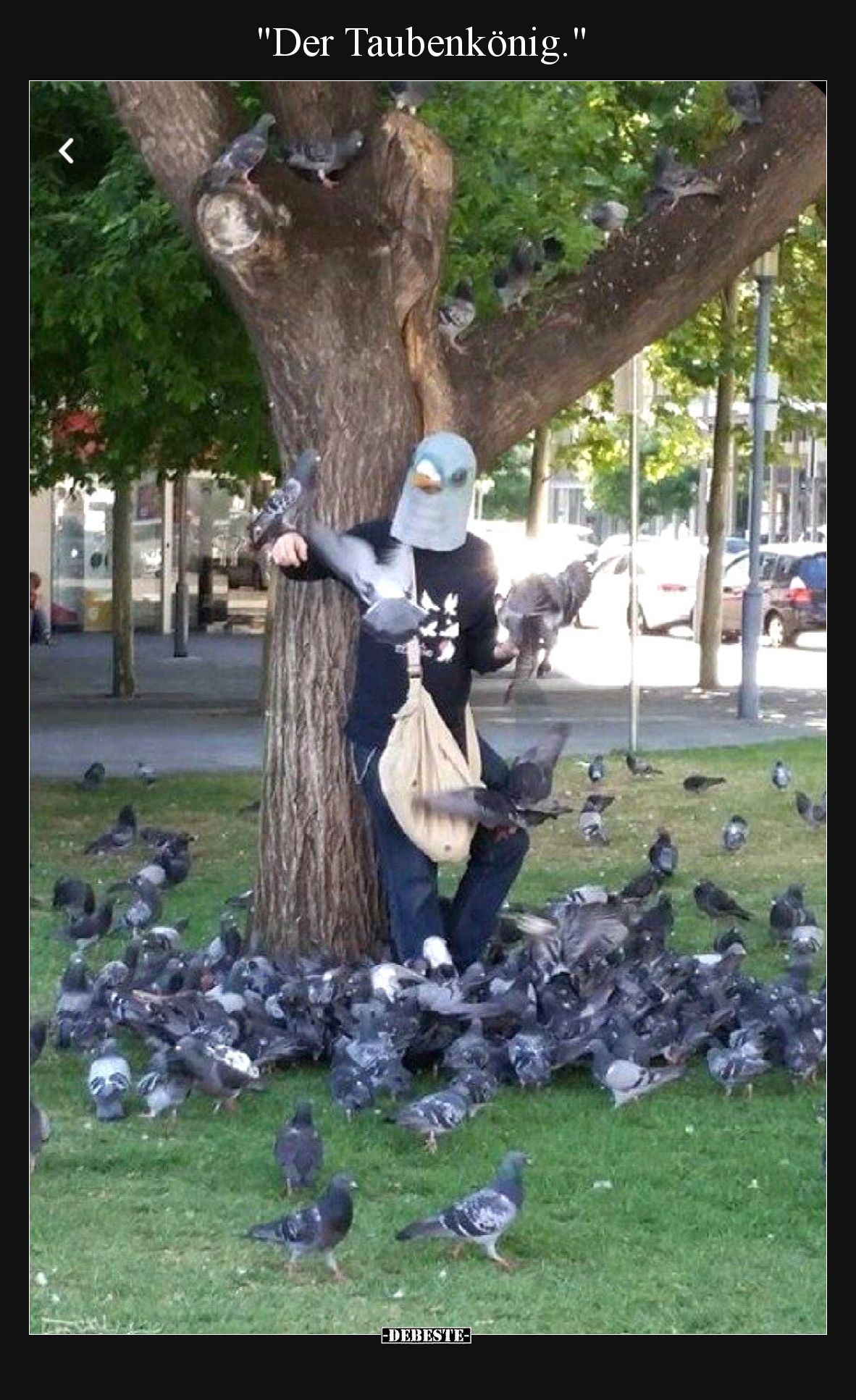 Der Taubenkönig