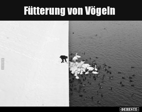 Vögel