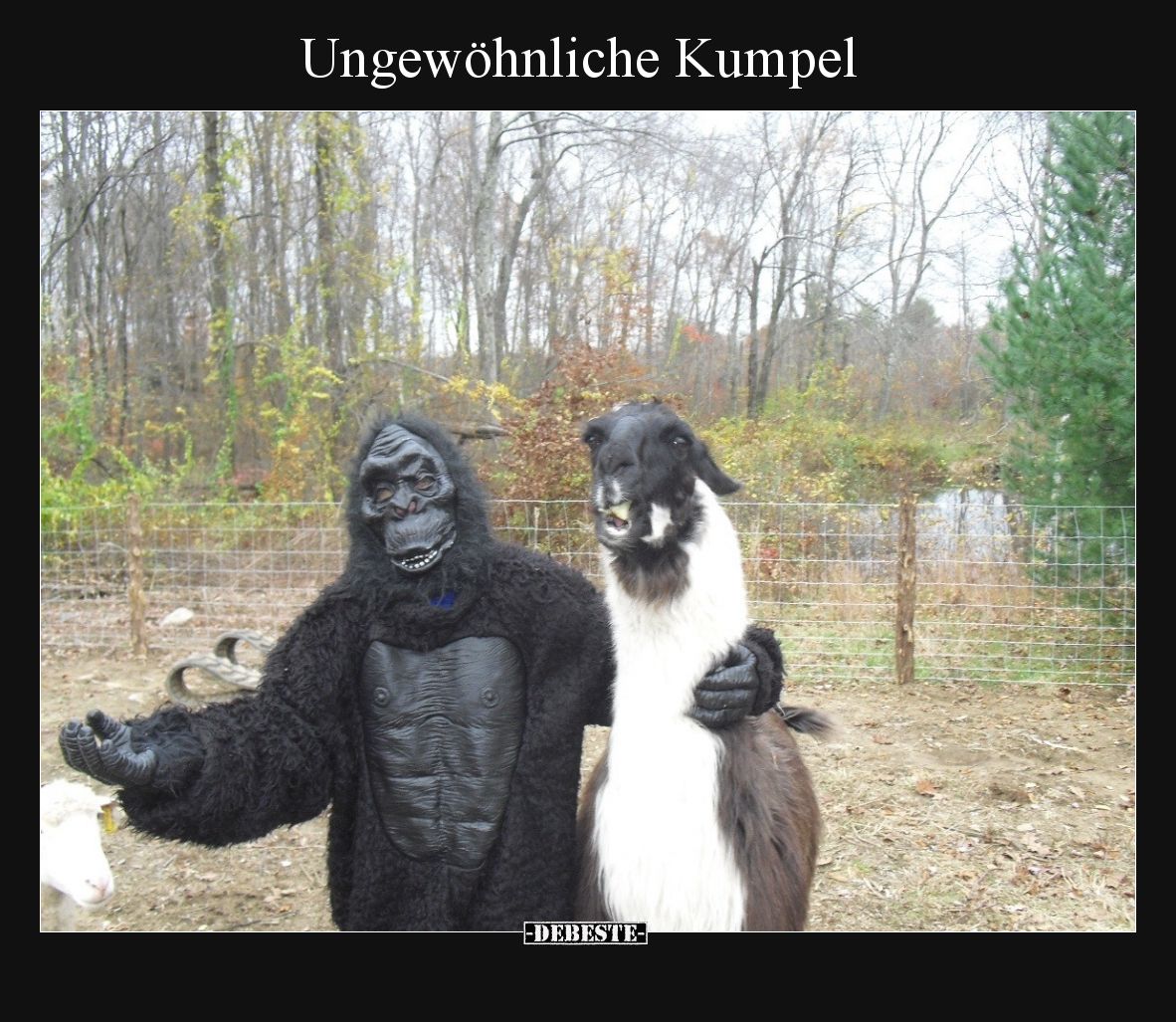 Ungewöhnliche Kumpel