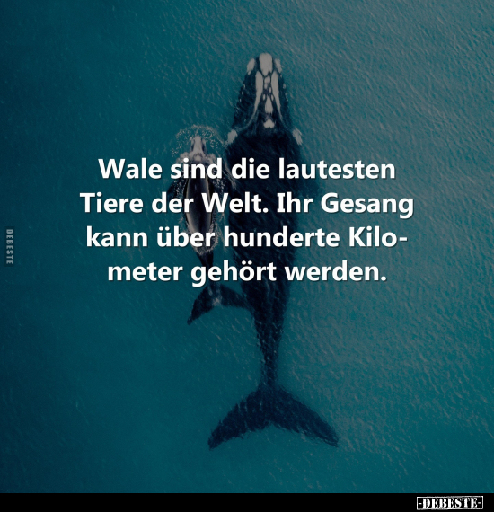 Wale sind die lautesten Tiere der Welt... - Lustige Bilder | DEBESTE.de