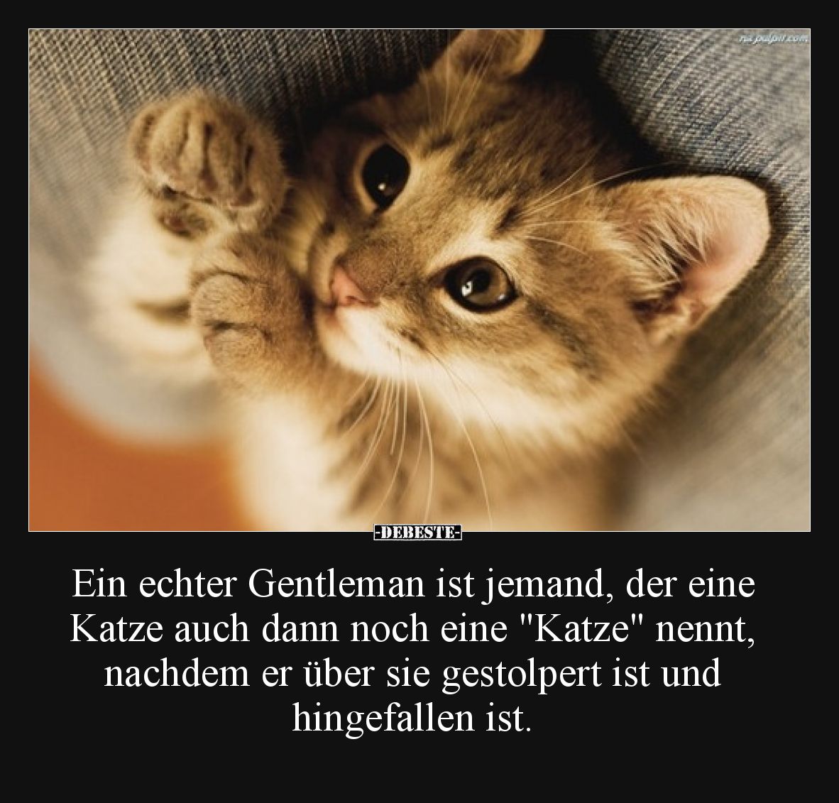 Ein echter Gentleman ist jemand, der eine Katze auch dann noch eine "Katze" nennt, nachdem er über sie gestolpert i...