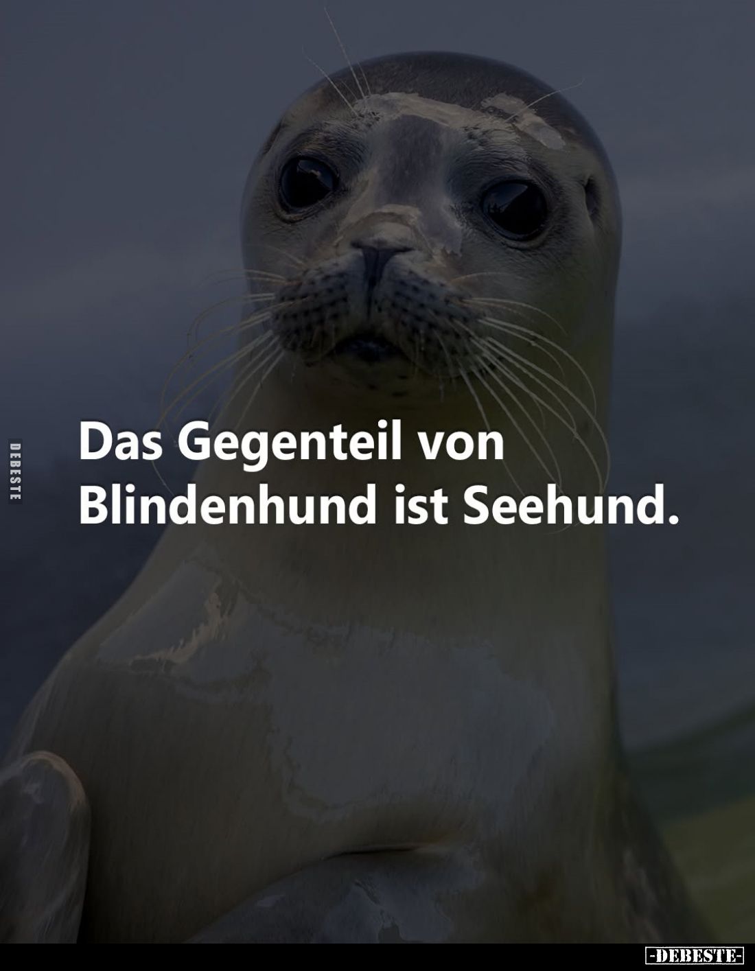 Das Gegenteil von Blindenhund ist Seehund.