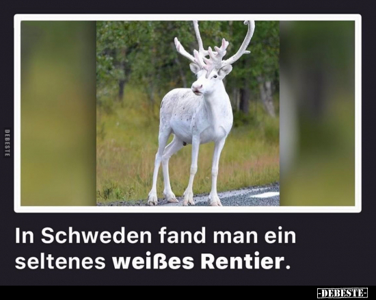 In Schweden fand man ein seltenes weißes Rentier.. - Lustige Bilder | DEBESTE.de