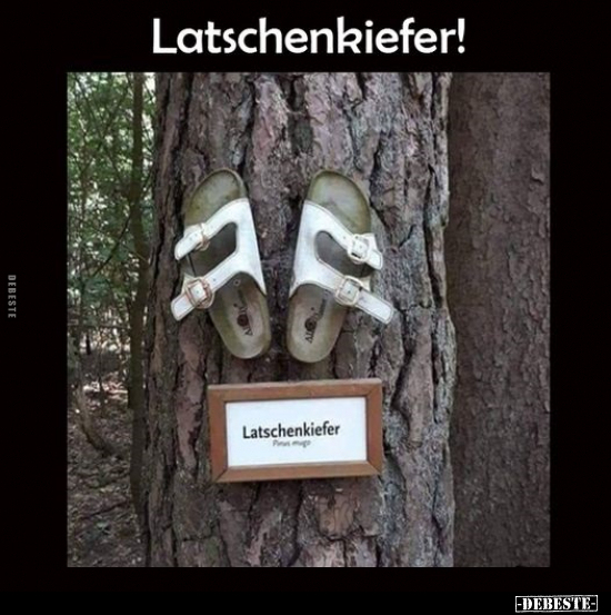 Latschenkiefer!.. - Lustige Bilder | DEBESTE.de
