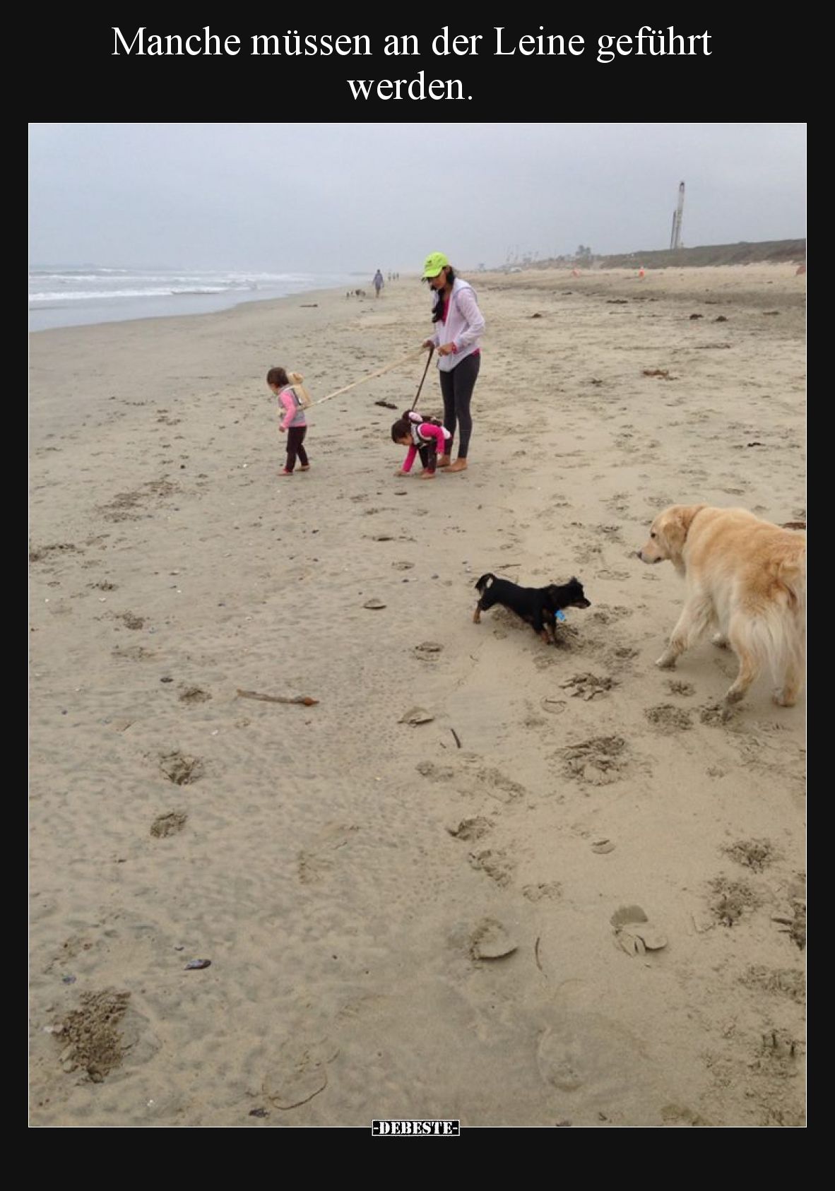 Manche müssen an der Leine geführt werden.