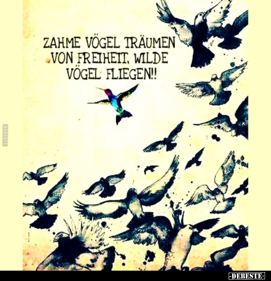 Zahme Vögel träumen von Freiheit, wilde Vögel fliegen!!.. - Lustige Bilder | DEBESTE.de