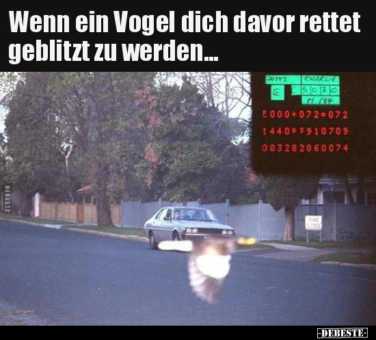 Wenn ein Vogel dich davor rettet geblitzt zu werden... - Lustige Bilder | DEBESTE.de