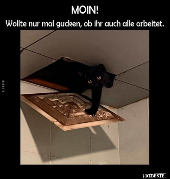 MOIN! Wollte nur mal gucken, ob ihr auch.. - Lustige Bilder | DEBESTE.de