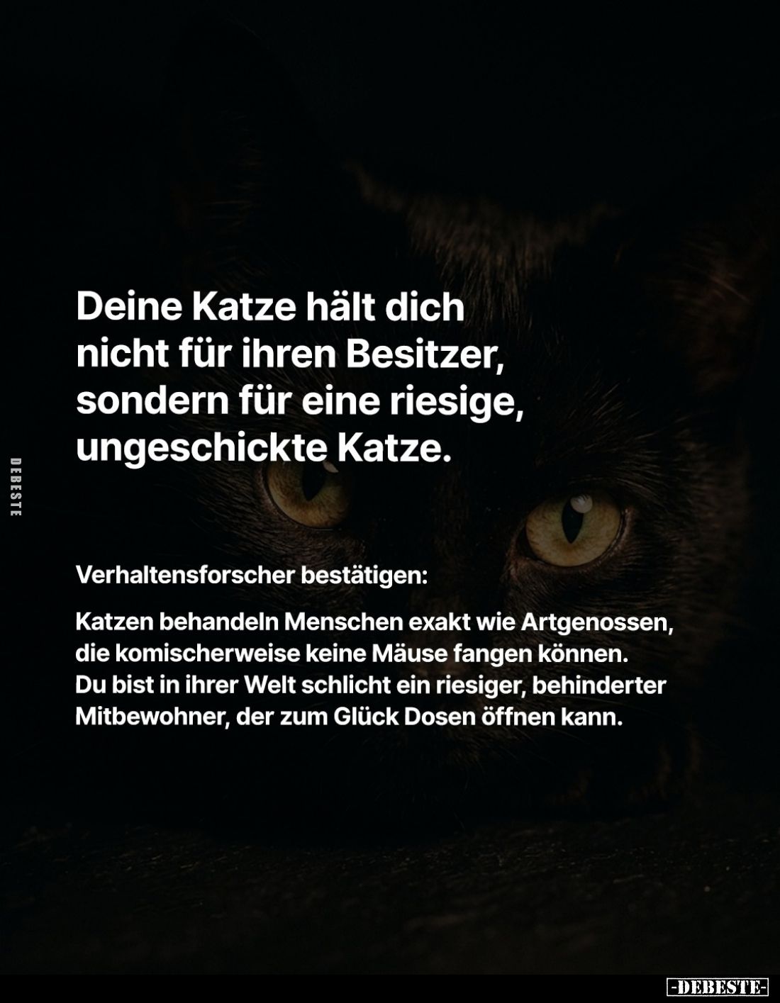 Deine Katze hält dich nicht für ihren Besitzer, sondern für eine riesige, ungeschickte Katze.
Verhaltensforscher bestätigen:...