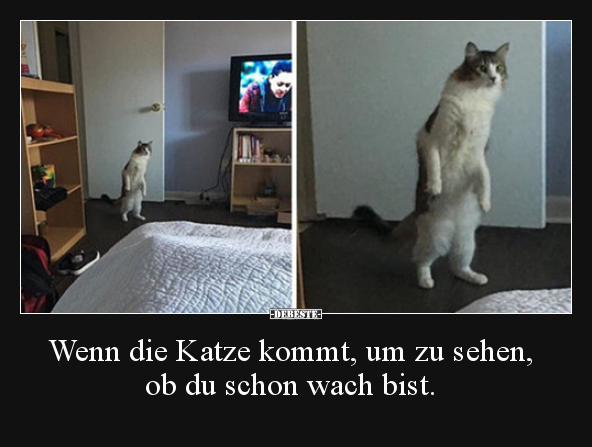 Wenn die Katze kommt, um zu sehen, ob du schon wach bist... - Lustige Bilder | DEBESTE.de