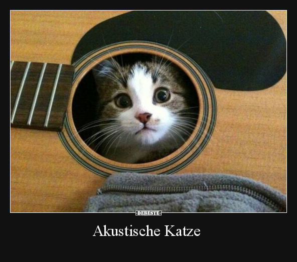 Akustische Katze.. - Lustige Bilder | DEBESTE.de