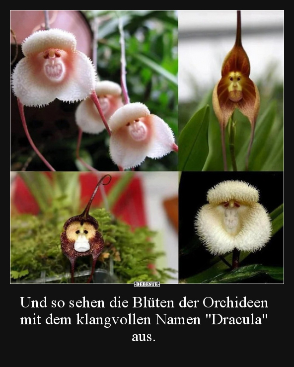 Und so sehen die Blüten der Orchideen mit dem klangvollen.. - Lustige Bilder | DEBESTE.de