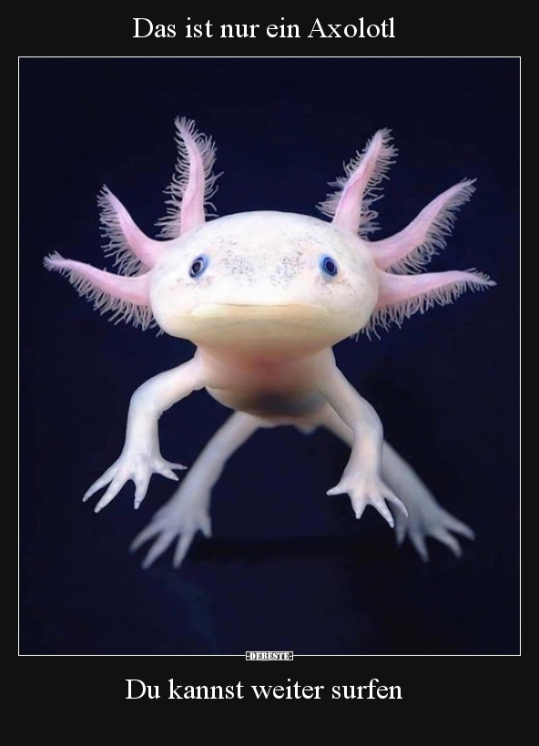 Das ist nur ein Axolotl.. - Lustige Bilder | DEBESTE.de