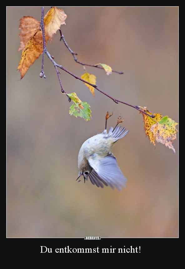 Du entkommst mir nicht!..