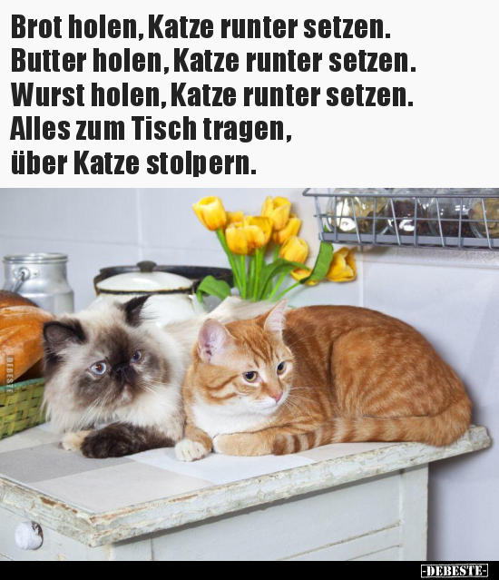 Brot holen, Katze runter setzen. Butter holen, Katze runter.. - Lustige Bilder | DEBESTE.de