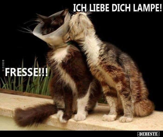 Ich liebe dich Lampe!.. - Lustige Bilder | DEBESTE.de