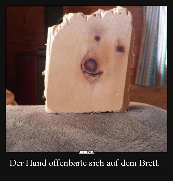 Der Hund offenbarte sich auf dem Brett... - Lustige Bilder | DEBESTE.de