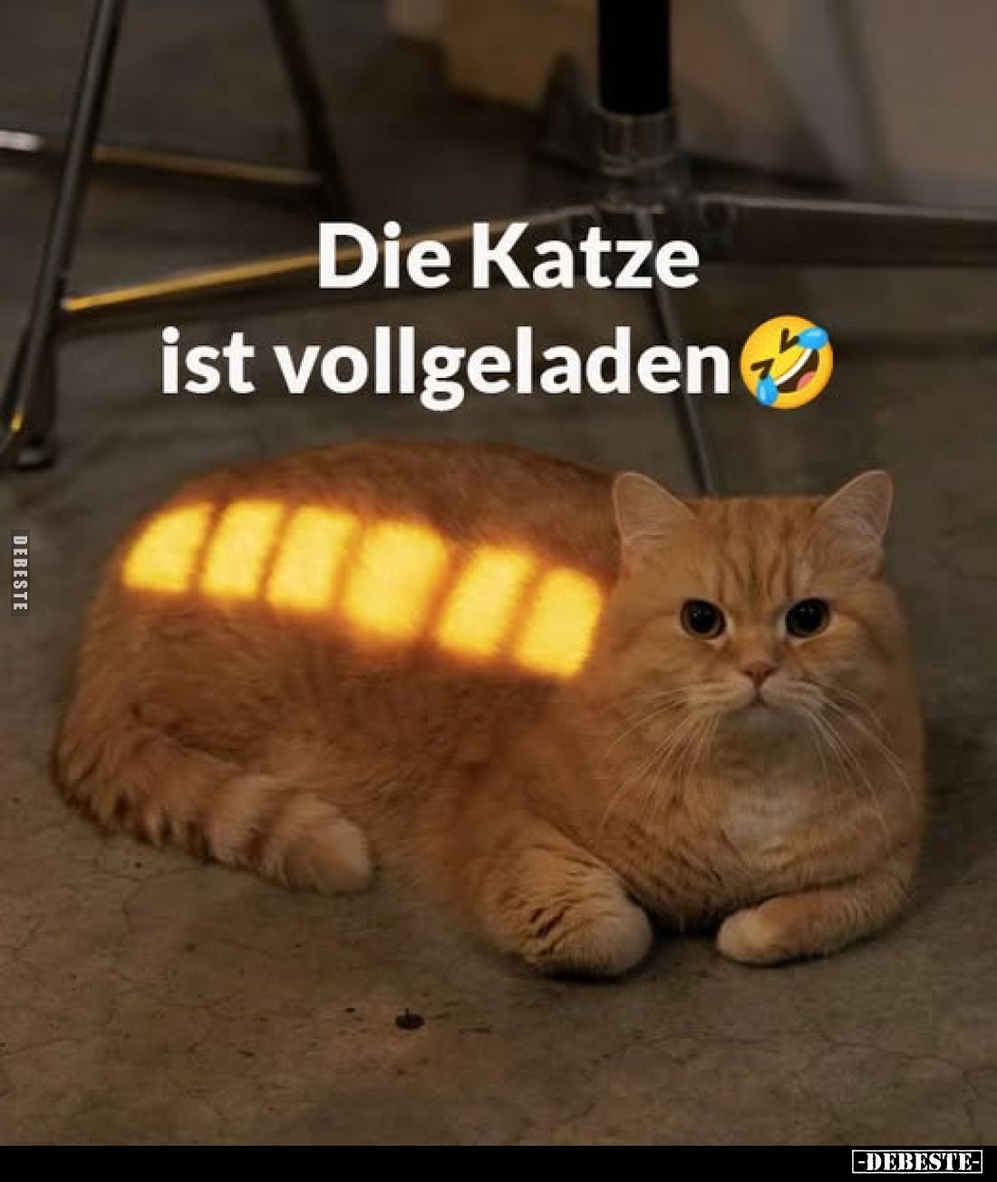 Die Katze ist vollgeladen.