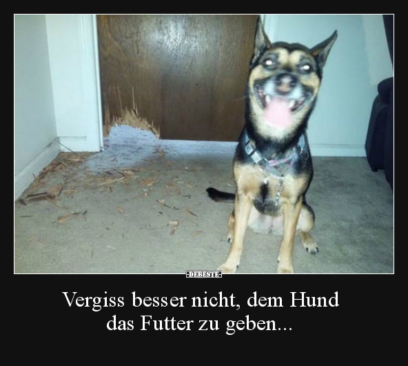 Vergiss besser nicht, dem Hund das Futter zu geben&hellip; Lustige Bilder